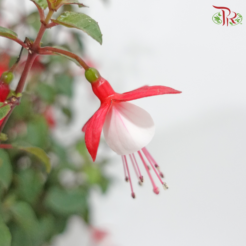 Love is in the Air《爱无所不在》(Fuchsia Plant) (With / Without Repotting)