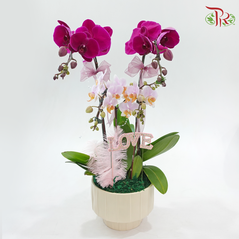 Heartfelt Orchid (Random Choose Orchid Color & Deco) (With Deco Options)