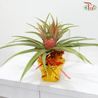 Prosperity Ananas《招财凤梨》