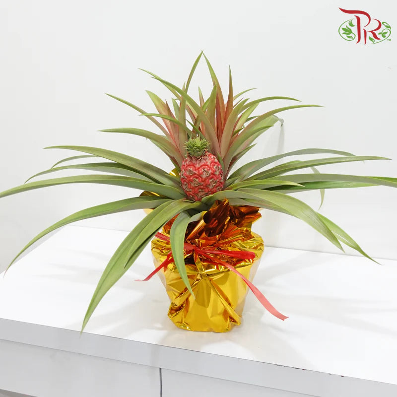 Prosperity Ananas《招财凤梨》