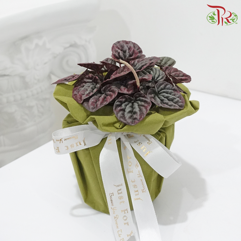 Peperomia Caperata (Random Choose Design)