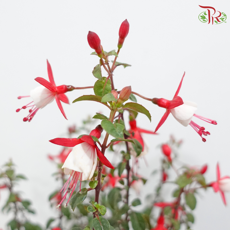 Love is in the Air《爱无所不在》(Fuchsia Plant) (With / Without Repotting)