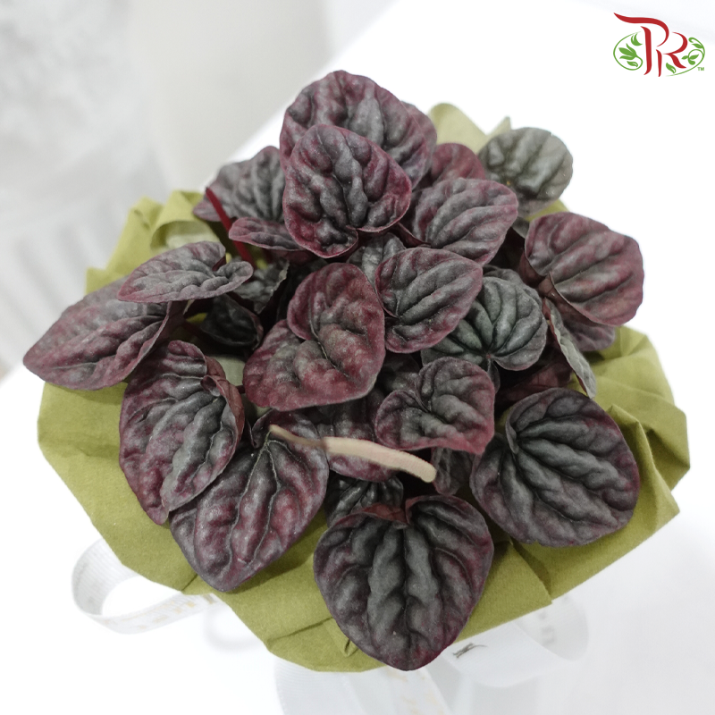 Peperomia Caperata (Random Choose Design)