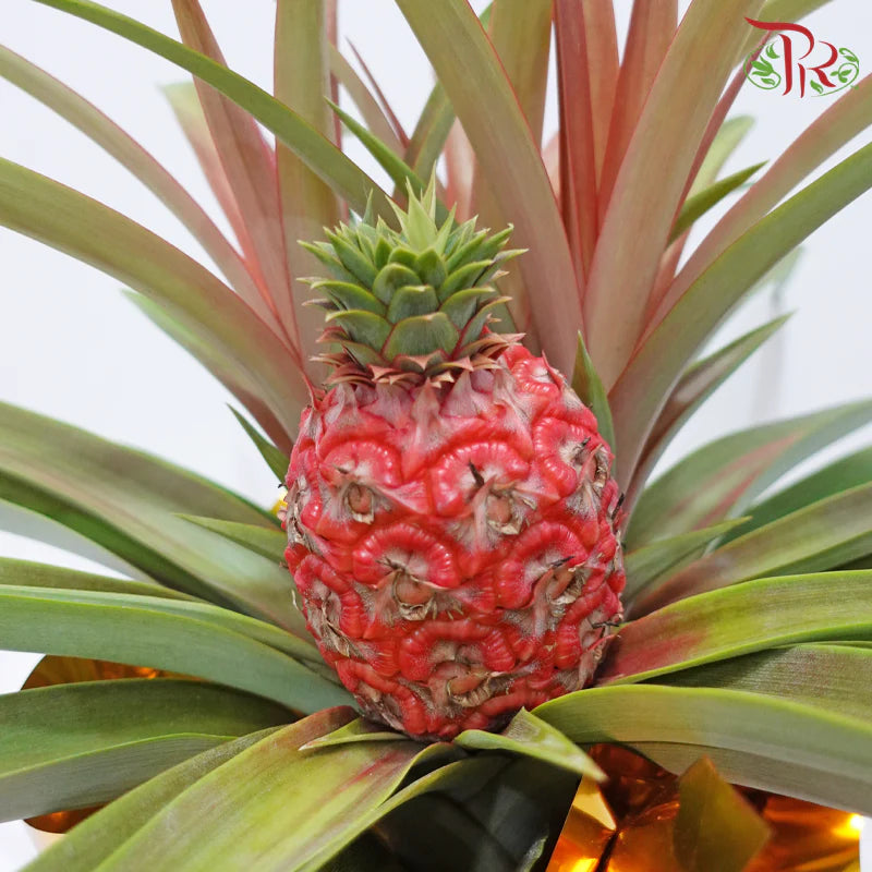 Prosperity Ananas《招财凤梨》