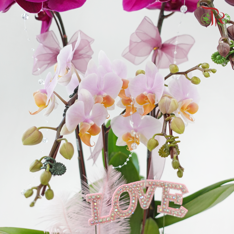 Heartfelt Orchid (Random Choose Orchid Color & Deco) (With Deco Options)