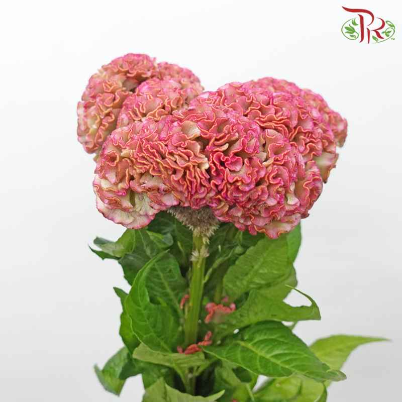 Celosia Round - Pink (5 Stems) - Pudu Ria Florist