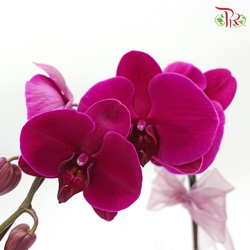 Heartfelt Orchid (Random Choose Orchid Color & Deco) (With Deco Options)