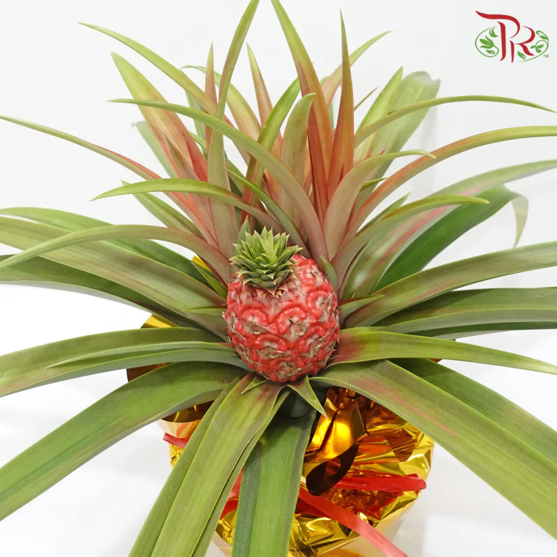 Prosperity Ananas《招财凤梨》