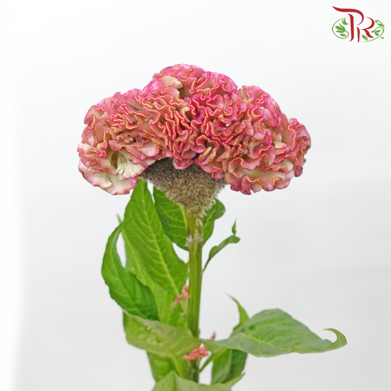 Celosia Round - Pink (5 Stems) - Pudu Ria Florist