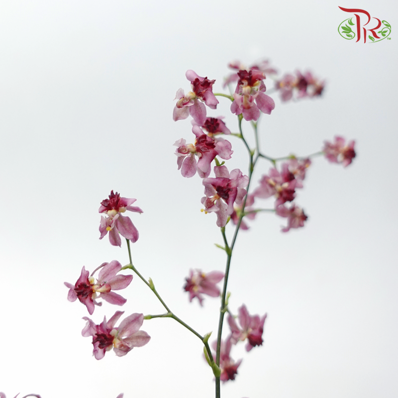 Cynbidium Vanilla - Dark Pink (Per Bunch) - Pudu Ria Florist