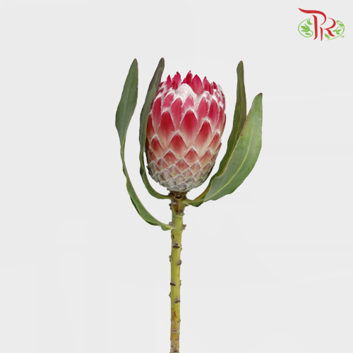 Protea Julia Pink - (2 Stems) - Pudu Ria Florist