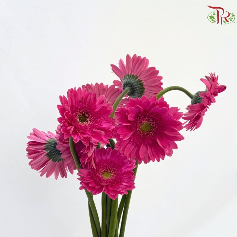 Gerbera