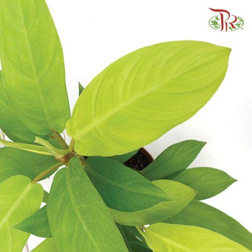 Philodendron Golden Emerald  《綠寶石紅苞蔓綠絨》 - Pudu Ria Florist
