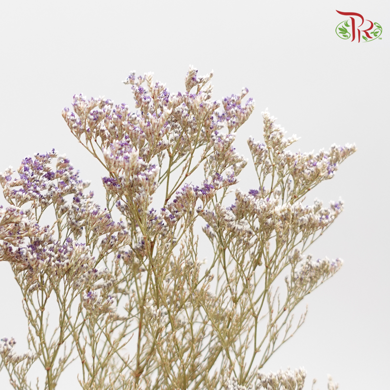 Preserved Caspia (4214-0-000) - Pudu Ria Florist