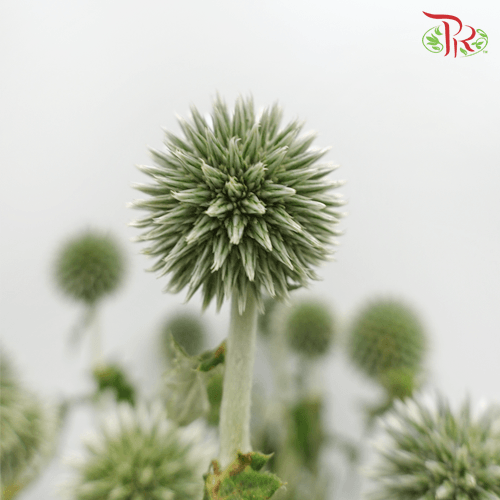 Echinops - (Per Bunch) - Pudu Ria Florist