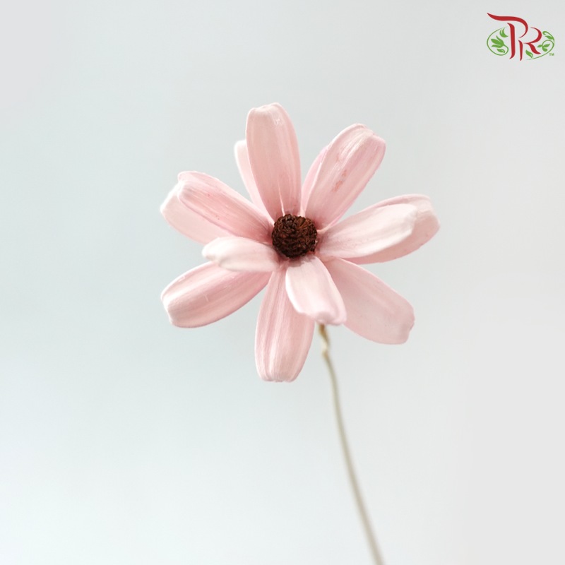 Dried Sunflower Seed Flower