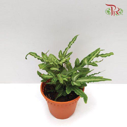 Pteris Cretica Albolineata《白玉凤尾蕨》 - Pudu Ria Florist