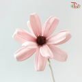 Dried Sunflower Seed Flower