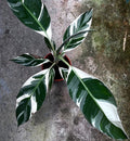 Musa Florida Super Varie P120