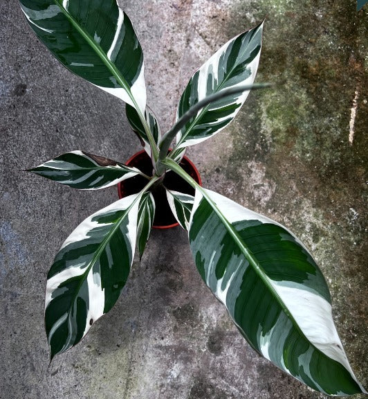 Musa Florida Super Varie P120