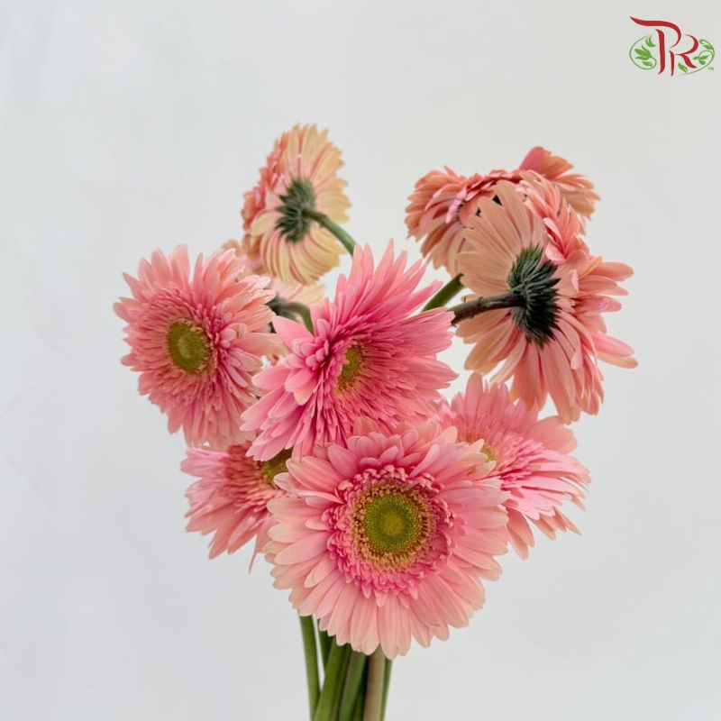 Gerbera