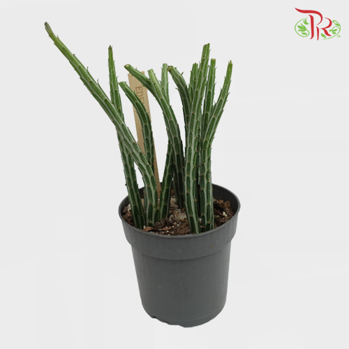Senecio Stapeliiformis 《菊光千里光属多肉》 - Pudu Ria Florist