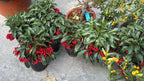 CP2604 PROSPERITY ARDISIA (POLYBAG) 烟花富贵籽