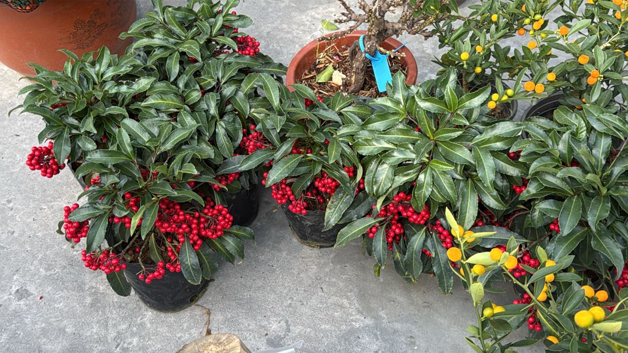 CP2604 PROSPERITY ARDISIA (POLYBAG) 烟花富贵籽