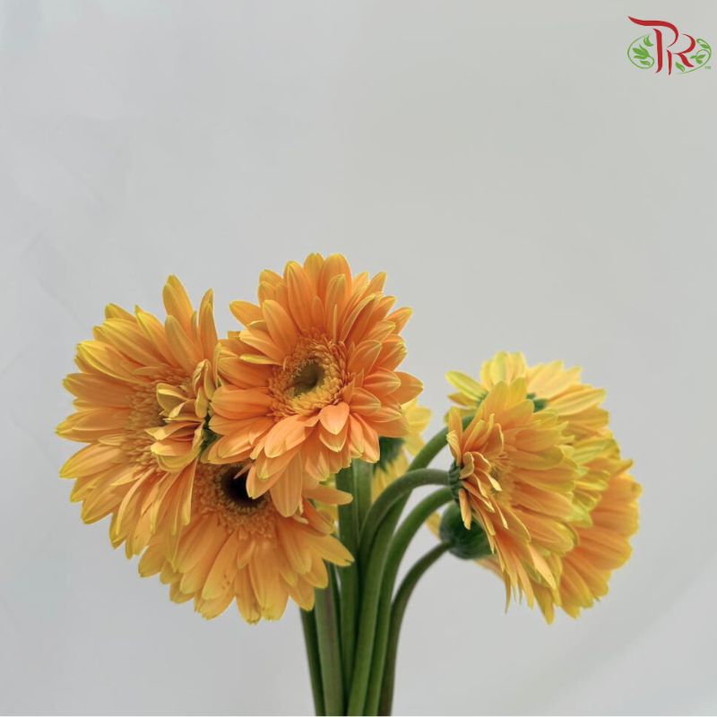 Gerbera