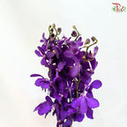 Mokara Orchid