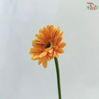 Gerbera