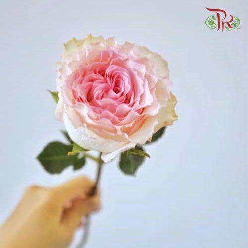 Rose- Mandala (10 Stems) - Pudu Ria Florist