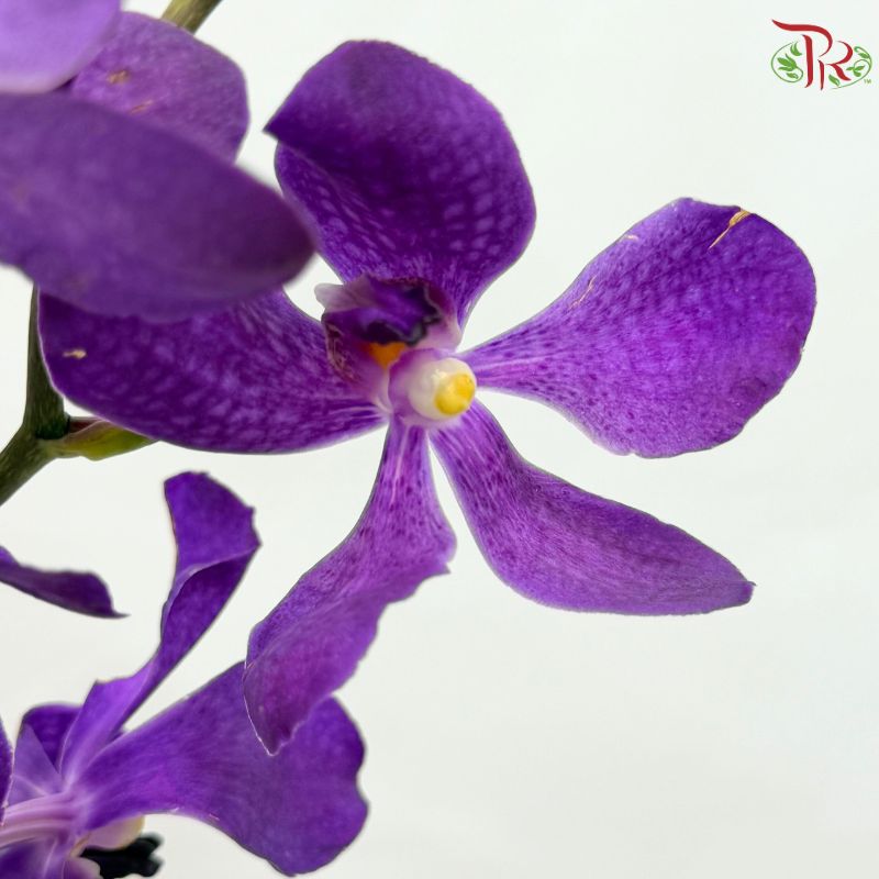 Mokara Orchid