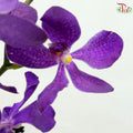 Mokara Orchid