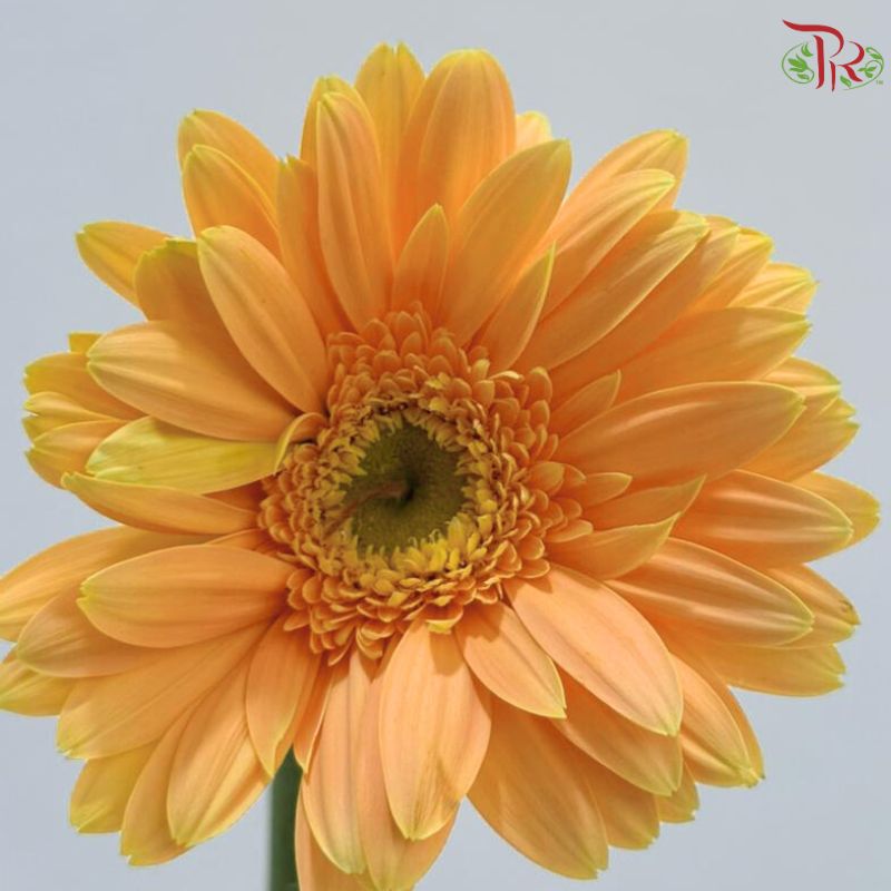 Gerbera