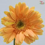 Gerbera
