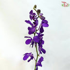 Mokara Orchid