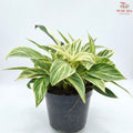 Philodenron Birkin Multi (P110)