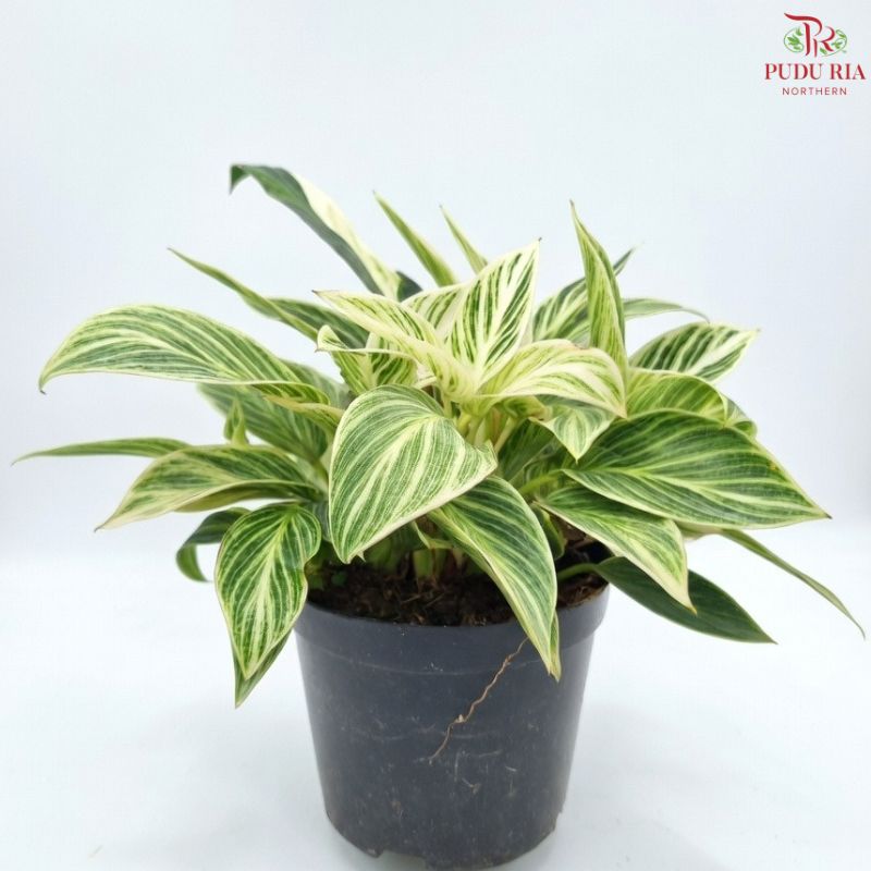 Philodenron Birkin Multi (P110)