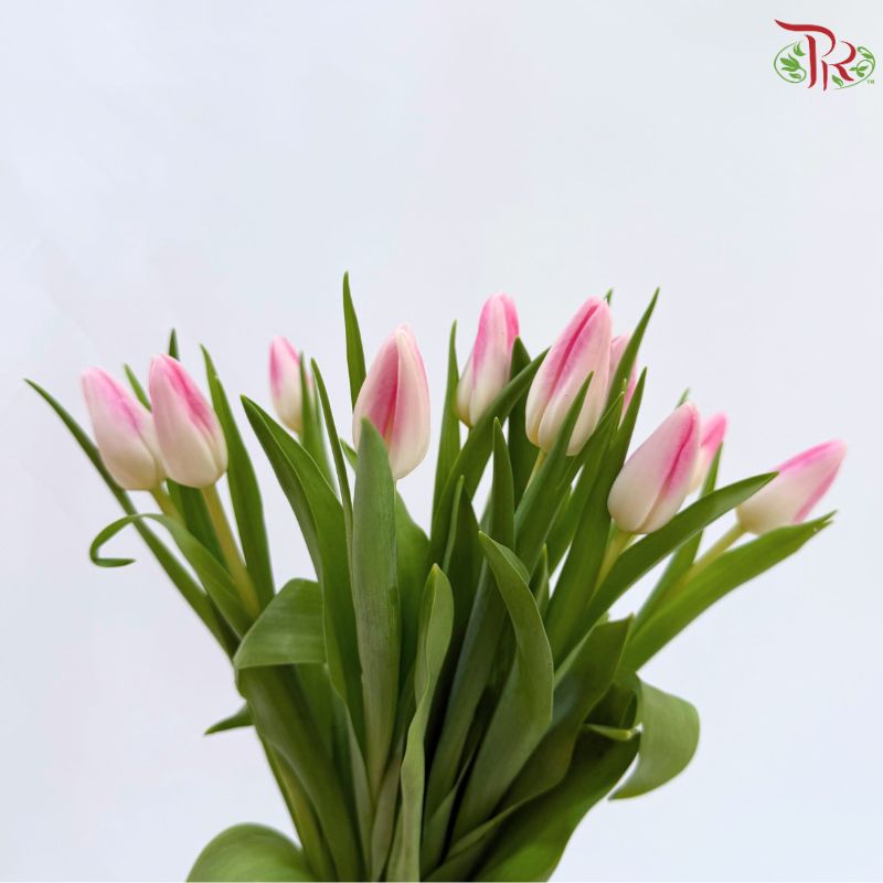 Tulip