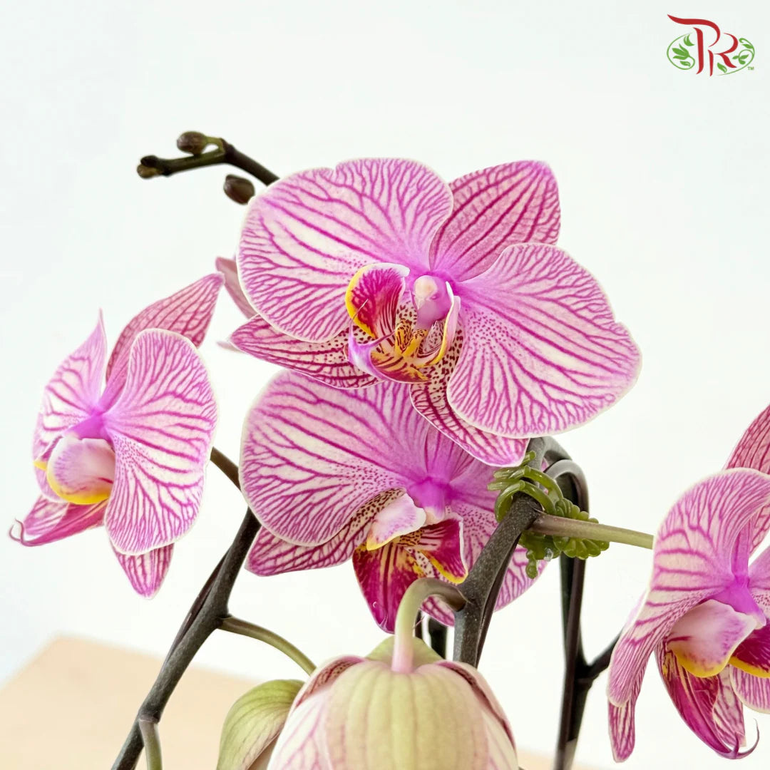 Big Single Stem Phalaenopsis Orchid