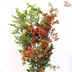 Osmanthus Fragrans