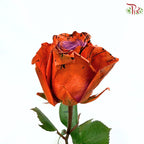 STAR Rose Dyed