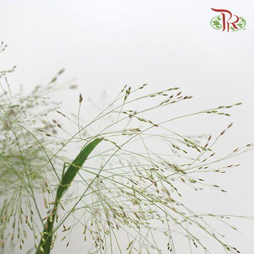 Panicum Fountain - (10 Stems) - Pudu Ria Florist