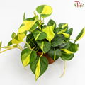 Philodendron Brasil J01《杏叶蔓绿绒》