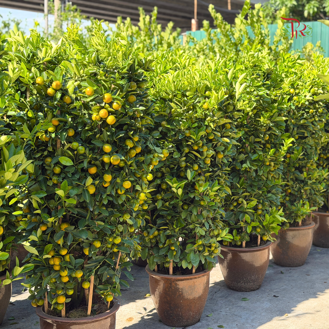 本地桔子树/ 金桔树Local Four Season Lime Tree/ Kumquat Lime Tree