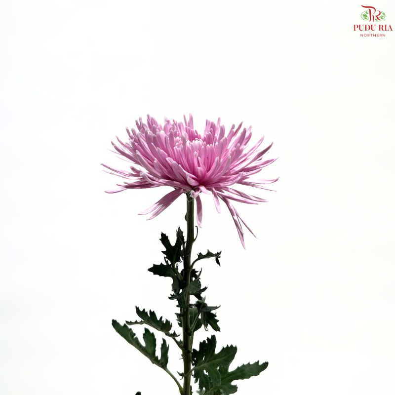 Net Mum Chrysanthemum Big