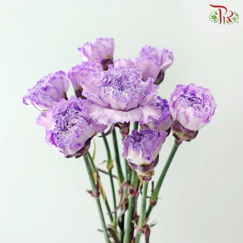 Carnation Dyed 《康乃馨》