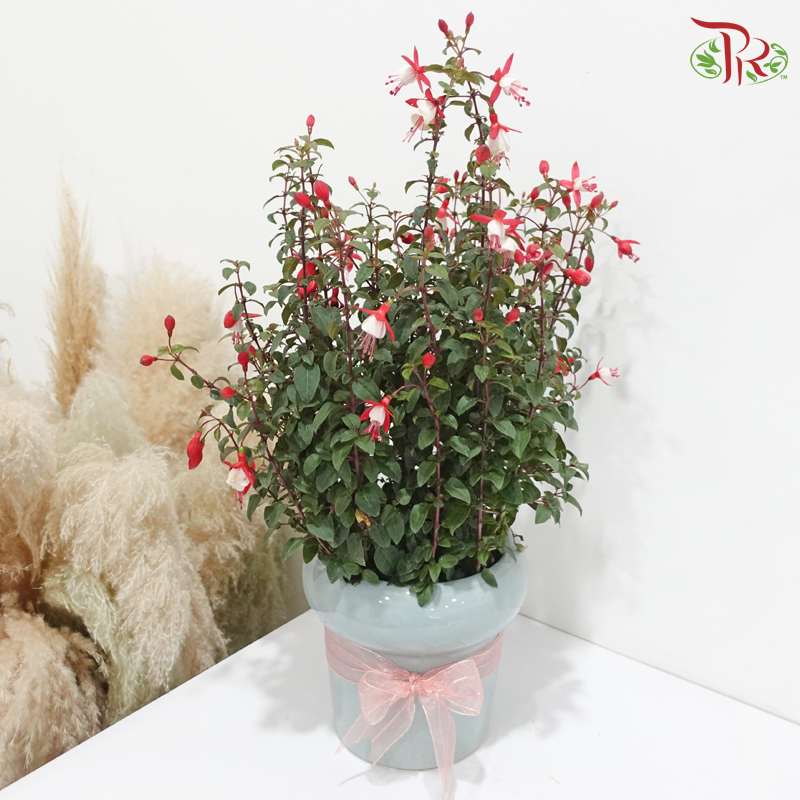Love is in the Air《爱无所不在》(Fuchsia Plant) (With / Without Repotting)