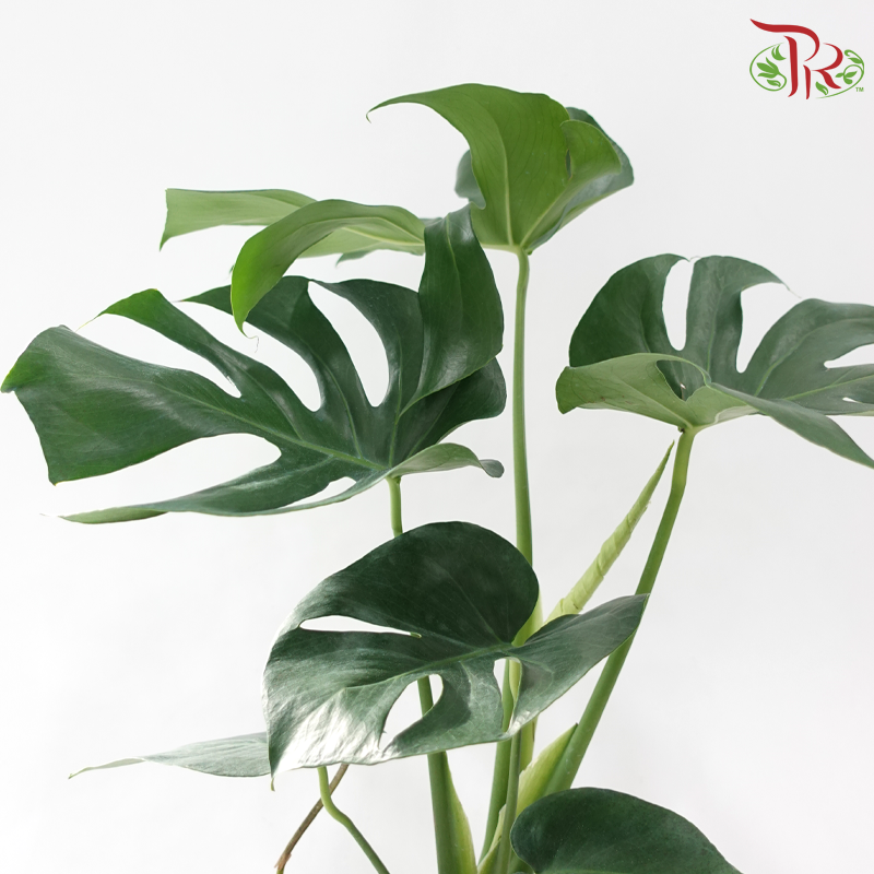 Monstera Deliciosa 150P《龟背竹》